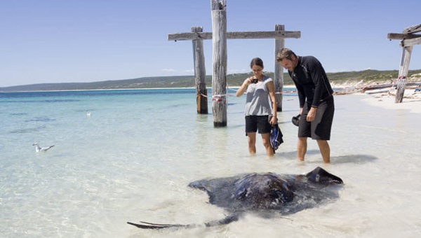 couple_stingray_beach