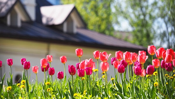 flowers_house_736x414 (1)