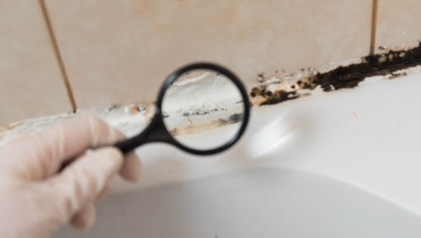 mould_investors_736x414 (1)